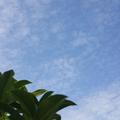 海清蓝1头像