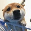 俊251492571头像