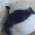 胶卷55头像