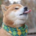 Strecy头像