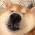 小飞头像
