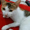 小猫🐱 咪！头像
