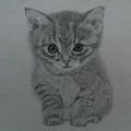一只の猫头像