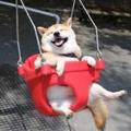 Sunburst头像