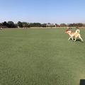 薛定谔的猫头像