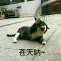 慢几拍 · 朗逸车主·车龄1年头像