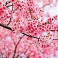 春暖花开头像