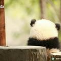 心如止水2551头像