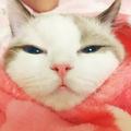 宅猫咪1头像