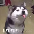 唐山僧头像