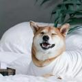 帅了个啊塔头像