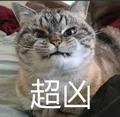 熊猫小姐2633头像
