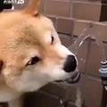 一个鳝变的人头像