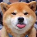 骑猪上月宫头像