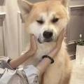 今晚的月色真美啊558头像