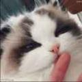 酷猫6423头像
