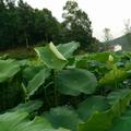 好人一生平安莲藕种植销售头像