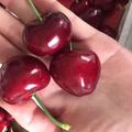 樱桃大王250头像
