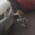 大脸猫ё头像