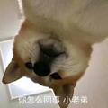阿金19988头像