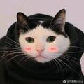 君莫言乀头像