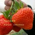 草莓大王13861393010215头像