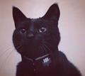 爱吃辣条的玻璃猫头像