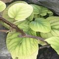 000人生如茶头像