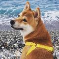 梦依的老父亲 · 宋PLUS车主·车龄4年头像