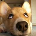 用户7471746452523头像