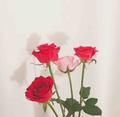 e月季花开头像