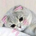 好猫猫猫猫头像