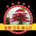 岳西—兰花—映山红头像