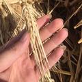 细罗512头像