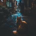 迷了路213165815头像