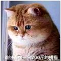 一头倔驴子头像