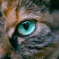 猫眼看世界c头像