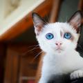 会飞的猫661头像