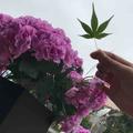 树上的果实叶子头像