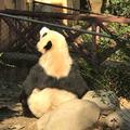 小龙人GoGoGo头像