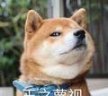 斯巴达兔z头像