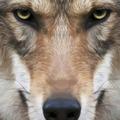 一只受伤的狼12头像
