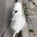 第一眷属头像