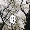 石头思维流的头像