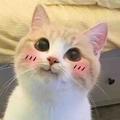 芝麻君君呀头像