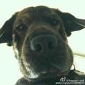 张二东头像