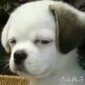 不再向左头像