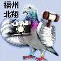 福州北翔台鸽头像